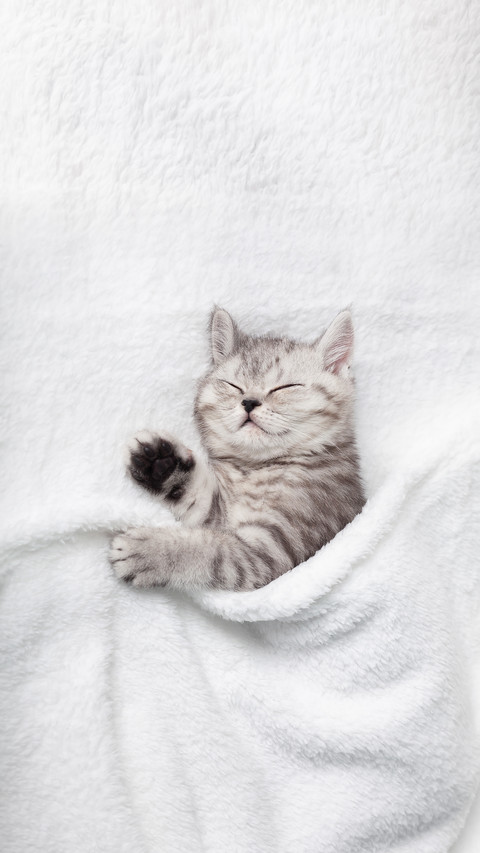 A Cute Scottish Kitten Sleeps on a White Blanket preview