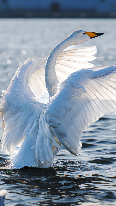 Swan lake at yandunjiao preview