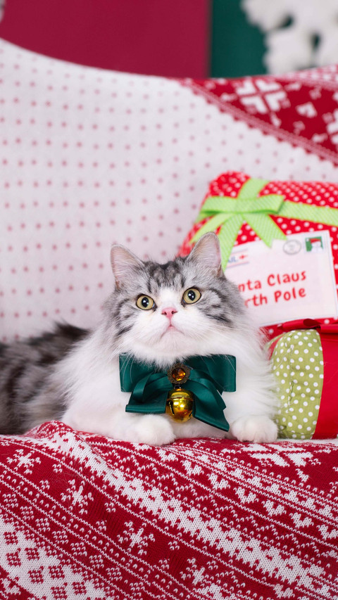 Why do cats like to climb curtains preview