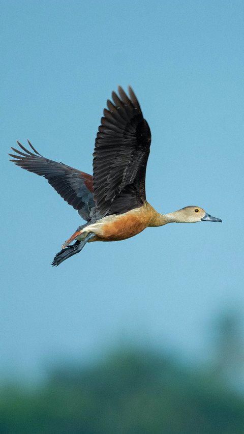 Bird by Rivu Gayen preview