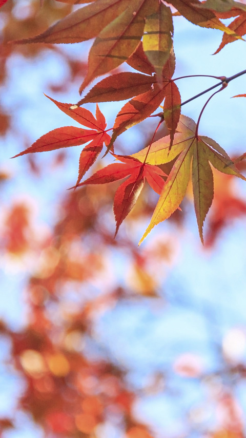 Maple Leaves in Autumn preview