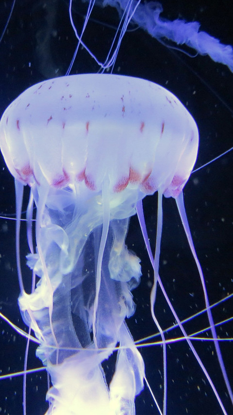 Jellyfish (5) preview