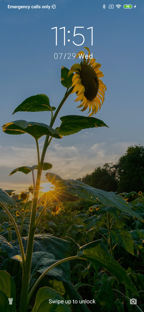Sunflower - Evening_3MDS preview