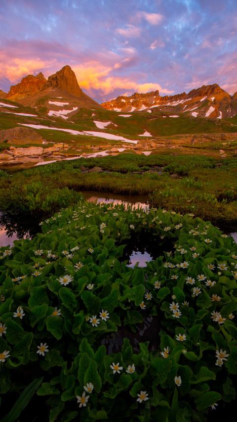 Colorado wildflowers bloom preview