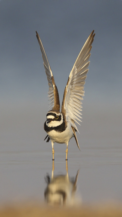 Cute Ringed Plover preview