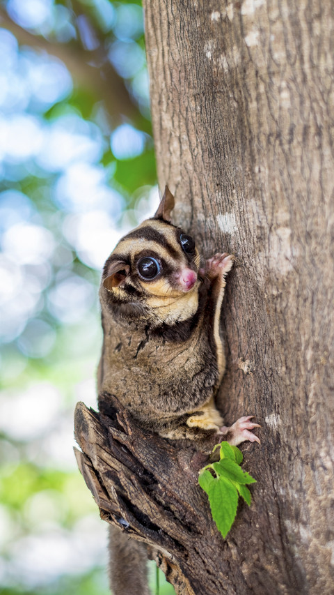 Cute Sugar Glider Climb on Tree preview