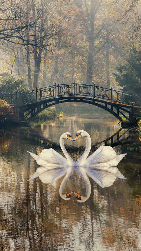 Swans in Love preview