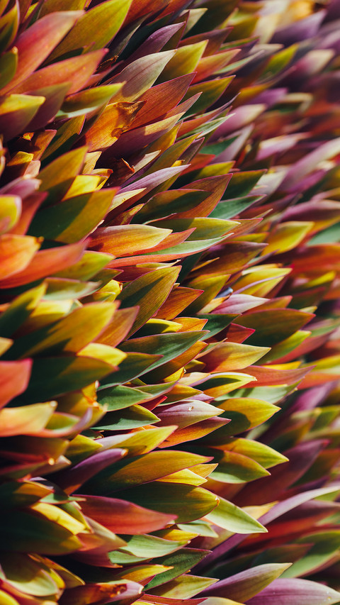 PAIXIN-plant (6) preview