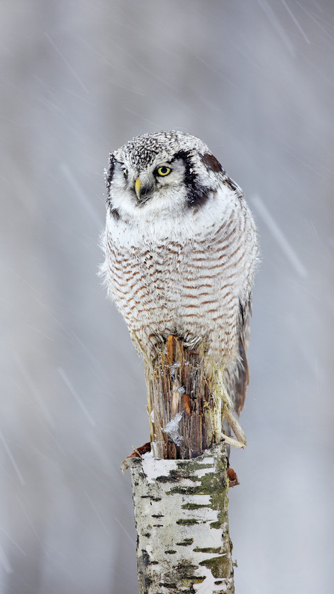 Owl in Snow preview