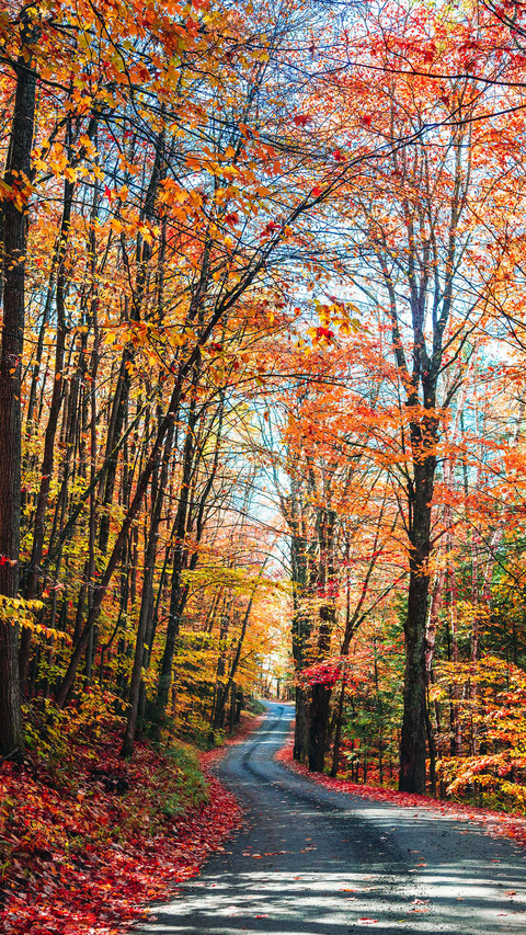 The autumn highway in maine preview