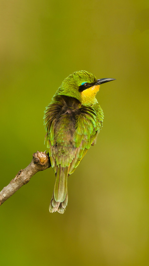Kenya masai mara game reserve little bee eater merops preview
