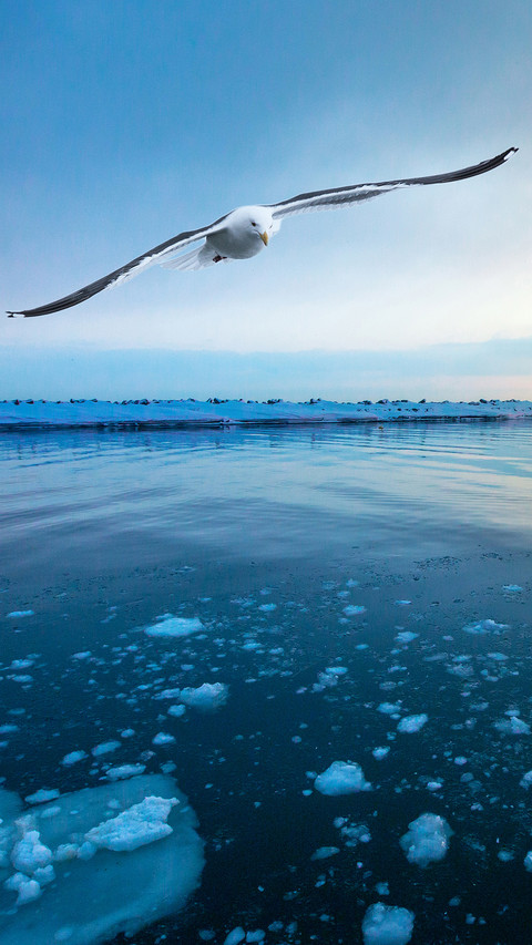 Beautiful and fierce seagull 2 preview