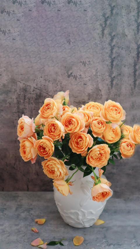 Why are roses prone to yellowing preview