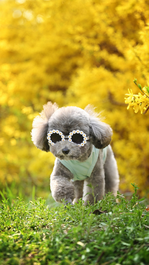 Revealing the top 6 intelligence scores in the dog world preview