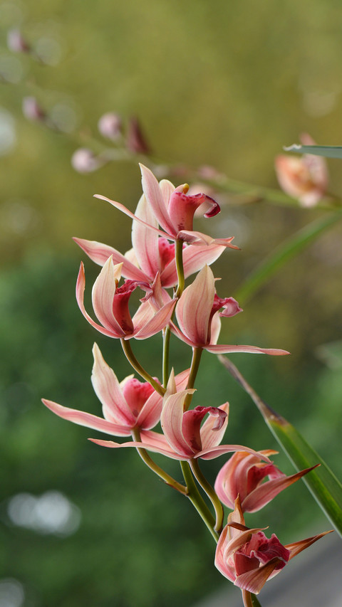 A new trick for lazy people to cultivate orchids preview