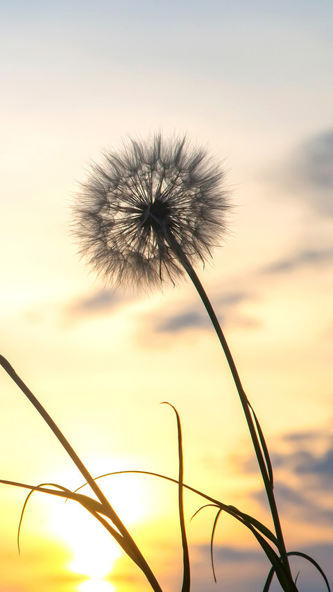Dandelion seeds are flying against the background preview