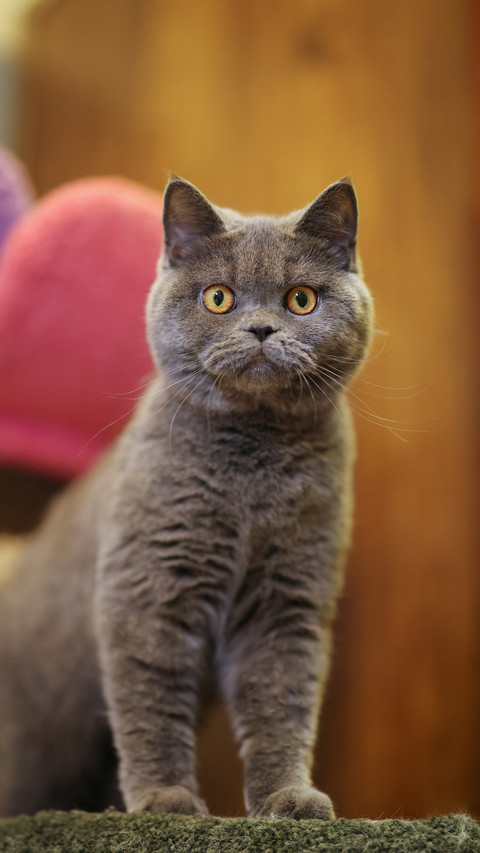 Cat cat cat 7 preview