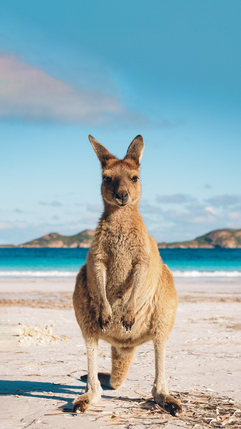 What can kangaroo babies do in their pouch preview