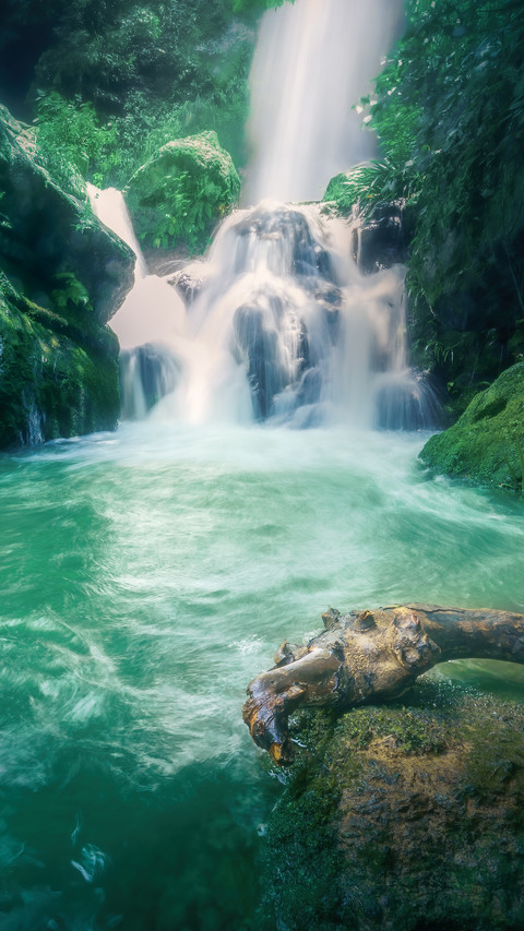 Youpu ancient vine preview