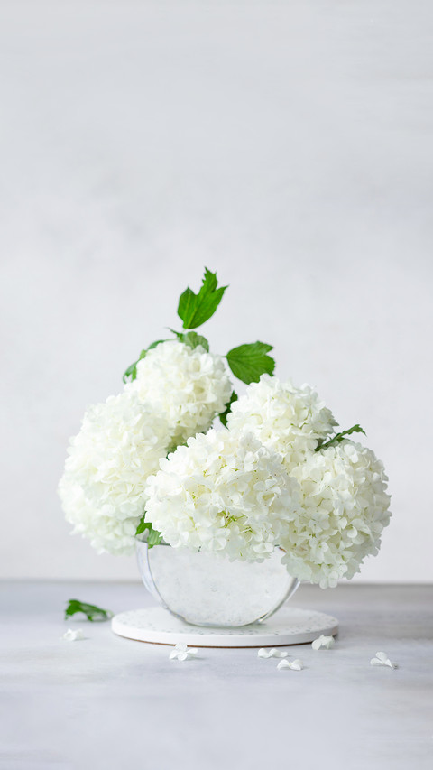 Delicate Spring Bouquet of Viburnum Opulus preview