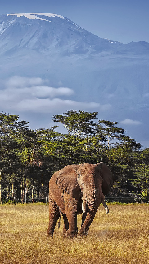 Do you know elephants 75 preview