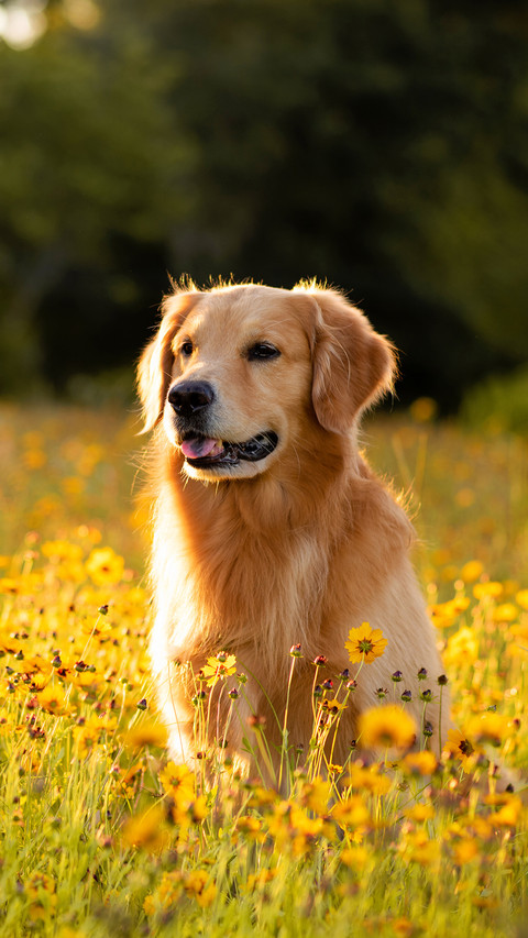Dog (8) preview