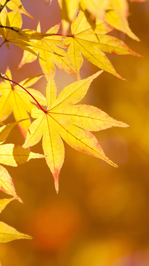 The tragic autumn sentiment in classical culture preview