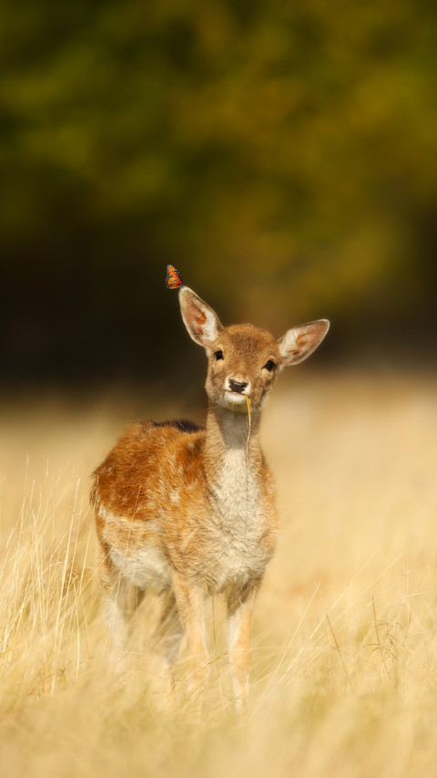 Deer calf with a butterfly on an ear in meadow in summer preview