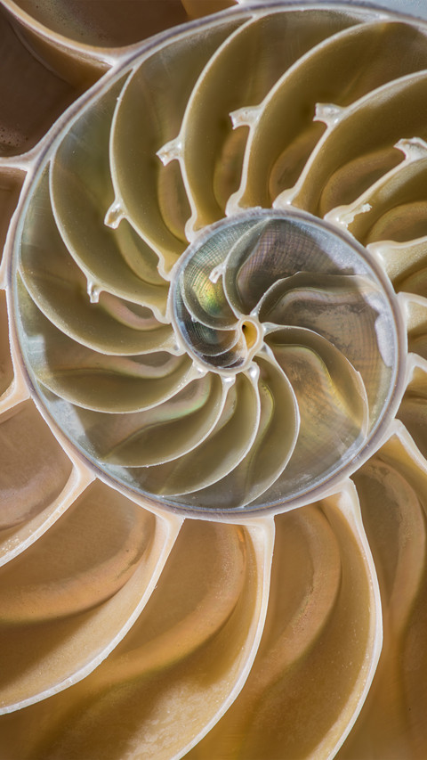 Spiral shell preview
