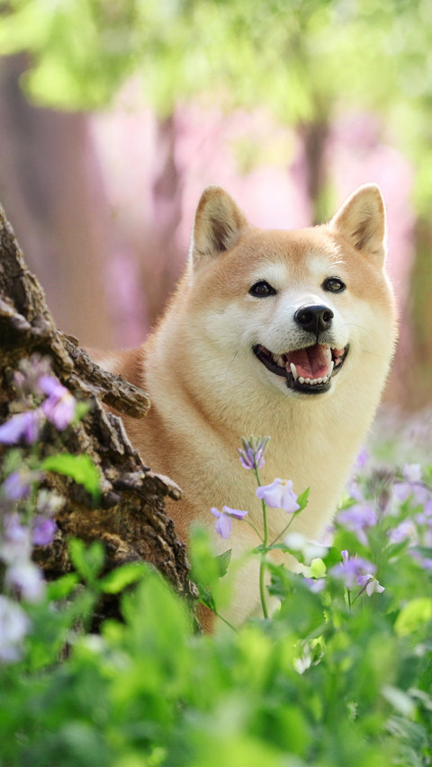 The shiba inu behind the tree preview