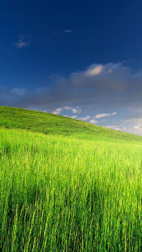 Eye care green grass preview