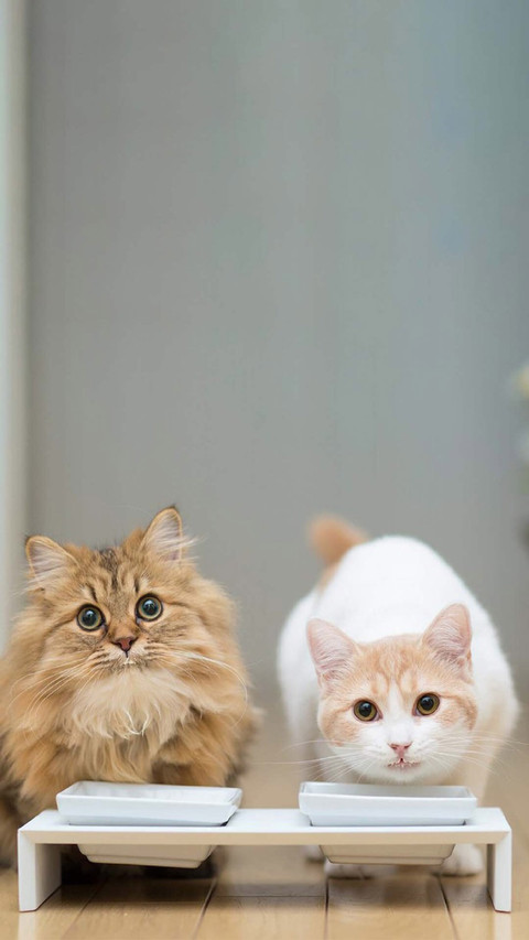 可爱软萌的猫咪 preview