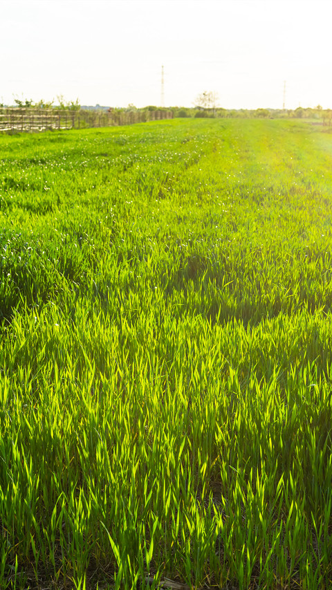 Green Grass preview