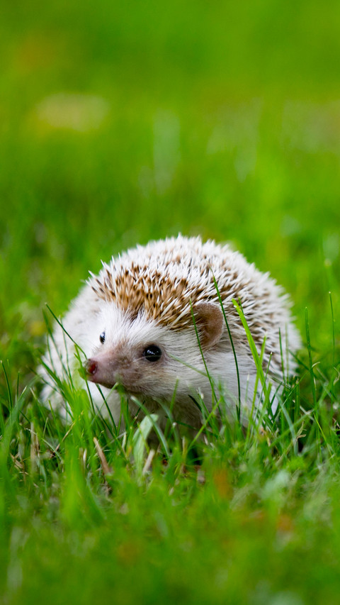 A comprehensive guide to the care of mini hedgehogs preview