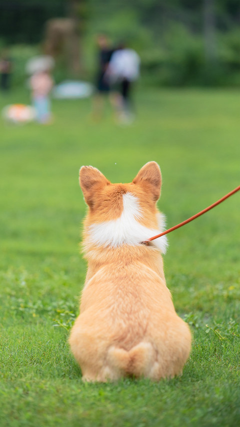 Dogs rolling are signaling preview