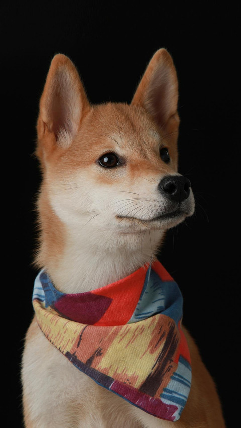 Dog11 preview