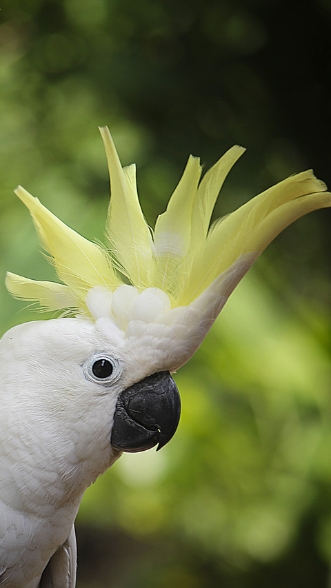 Parrot (3) preview