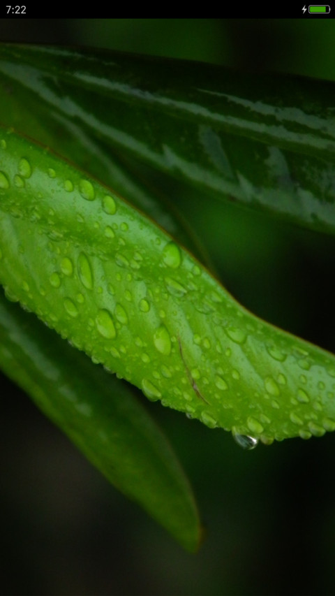植觉 preview
