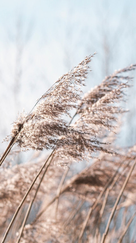 Autumn reeds preview