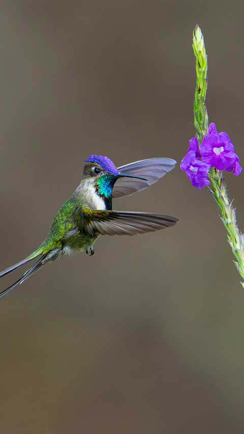 The strange kings spoontailed hummingbird preview