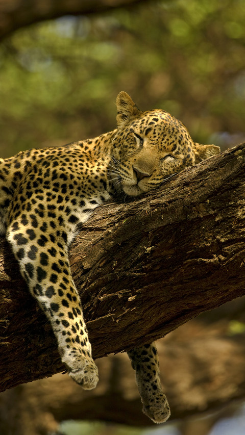 Animal sleeping posture 18 preview