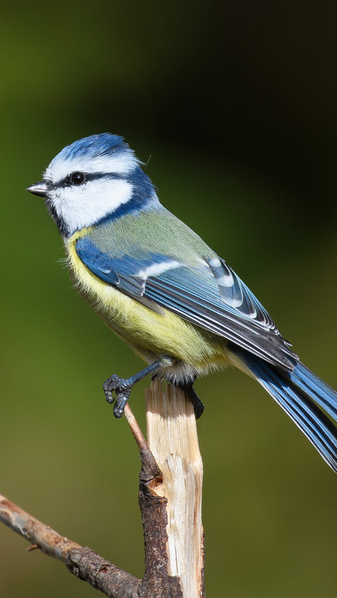 The swedish tit perches on the branches preview