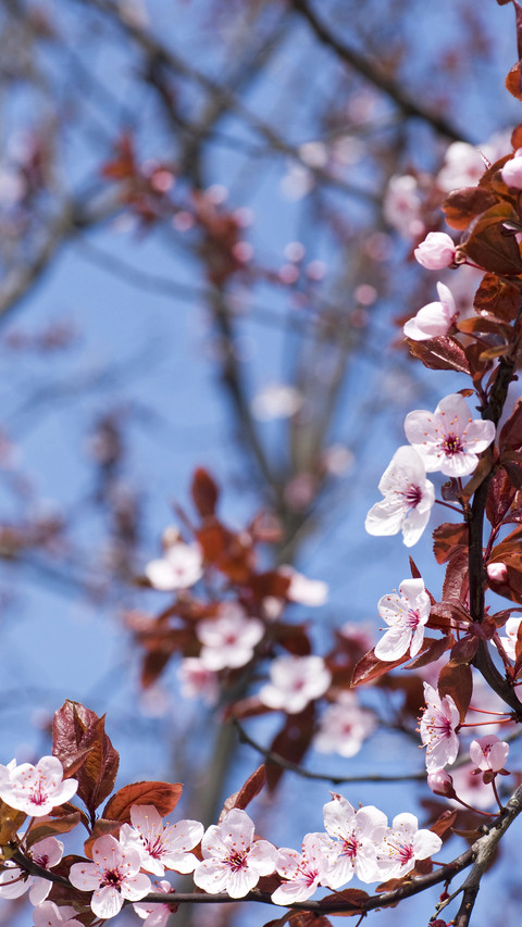Cherry blossoms in splendor preview