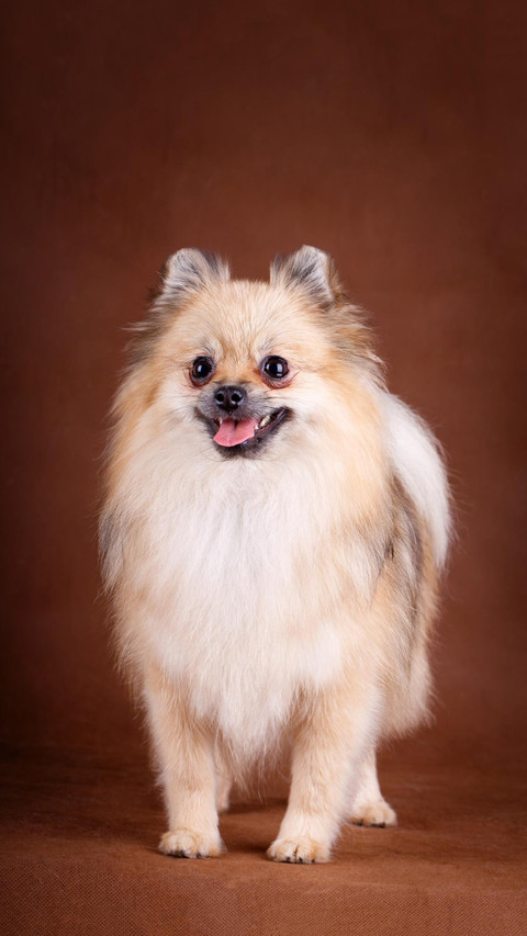 Dog235 preview