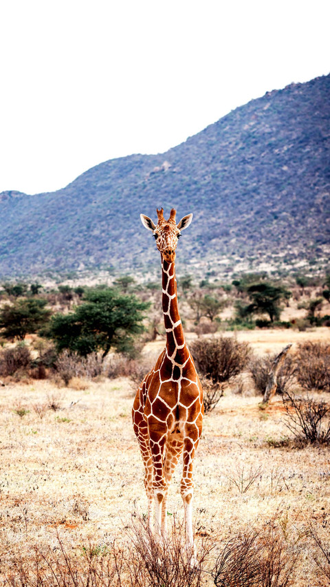 Giraffe on the Samburu Grassland in Kenya, Africa preview