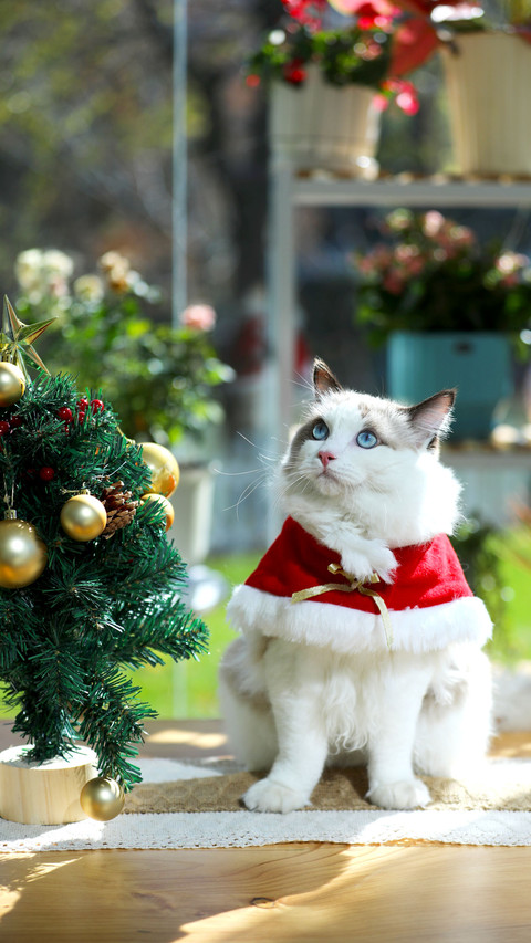 Christmas Doll Cat Playing Santa Claus preview