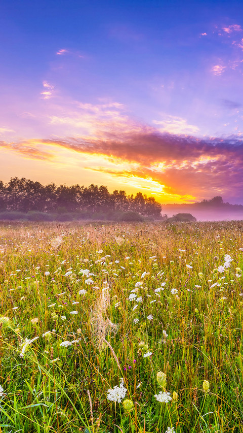 Beautiful hazy meadow at summer sunrise preview