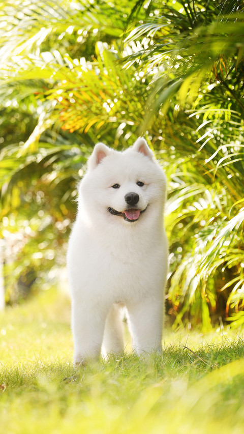 A samoyed in the bushes preview