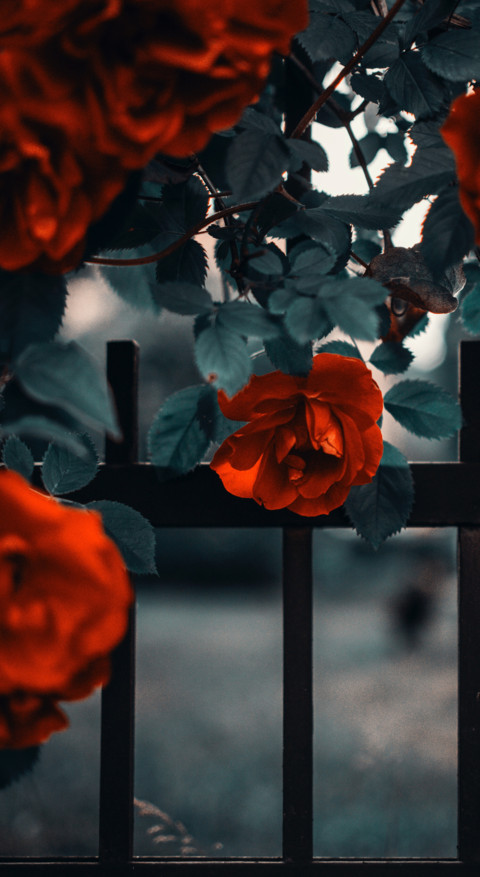 Red Roses (1) preview