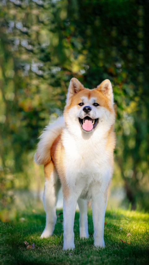 Dog295 preview